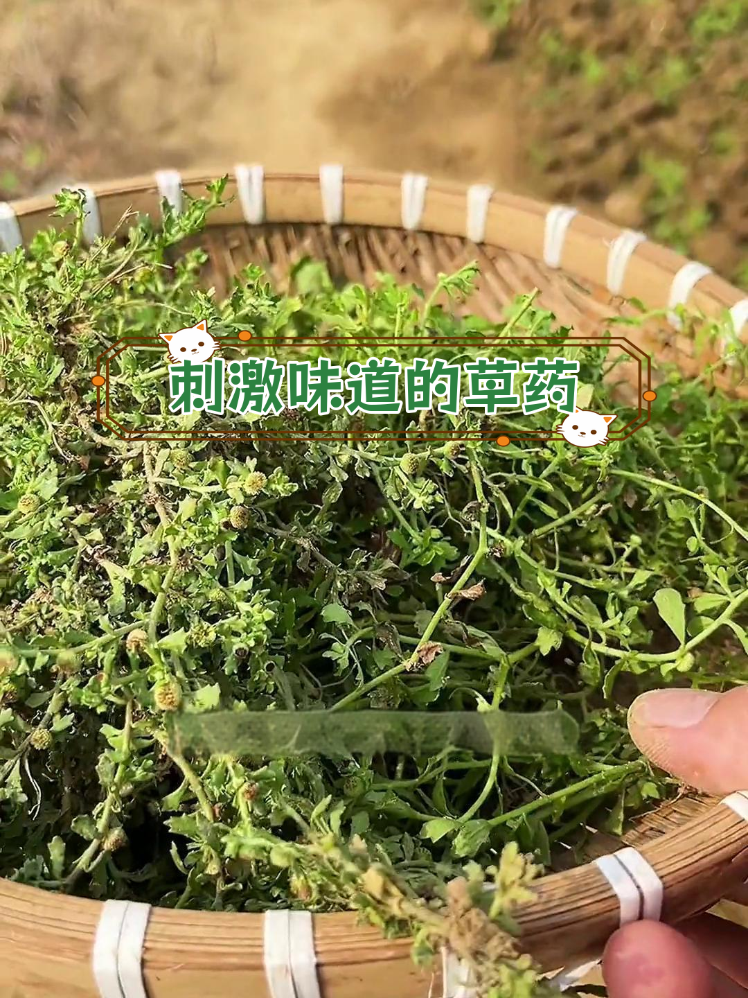 鹅不食草的药用价值与独特生长习性