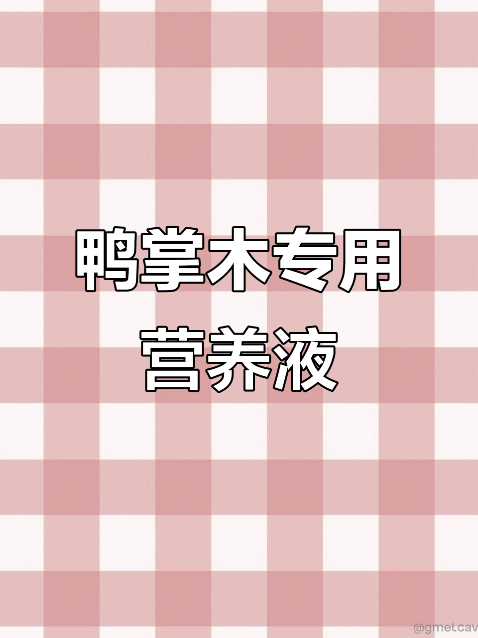 鸭掌木叶片油亮,免稀释营养液让绿植更健康
