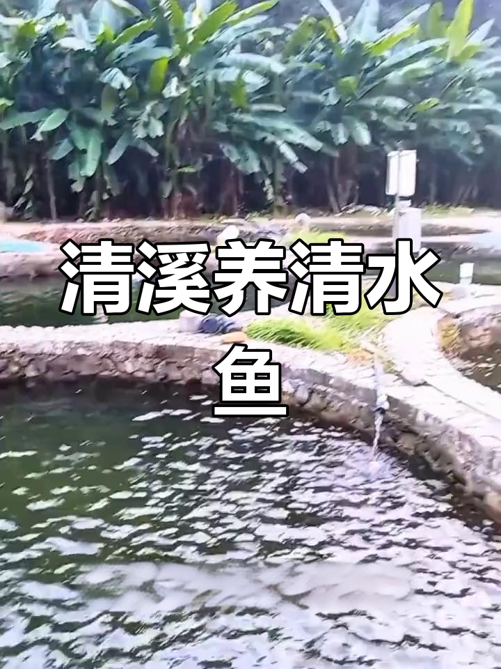 清澈溪水养殖清水鱼,草鲤等美味鱼类如何培育