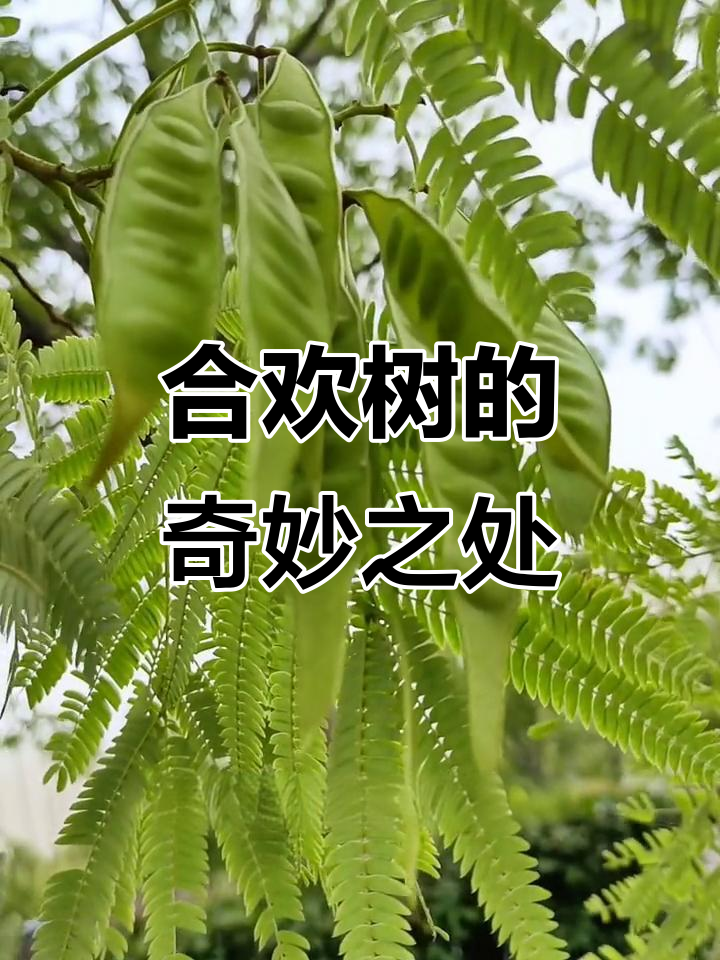 合欢树,寓意深远,花美且药用价值高
