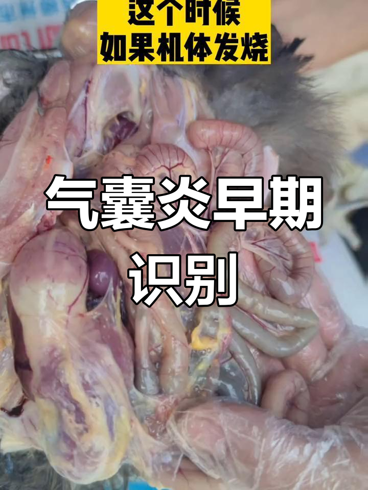 了解气囊炎症状与防治方法,散养土鸡必看小技巧