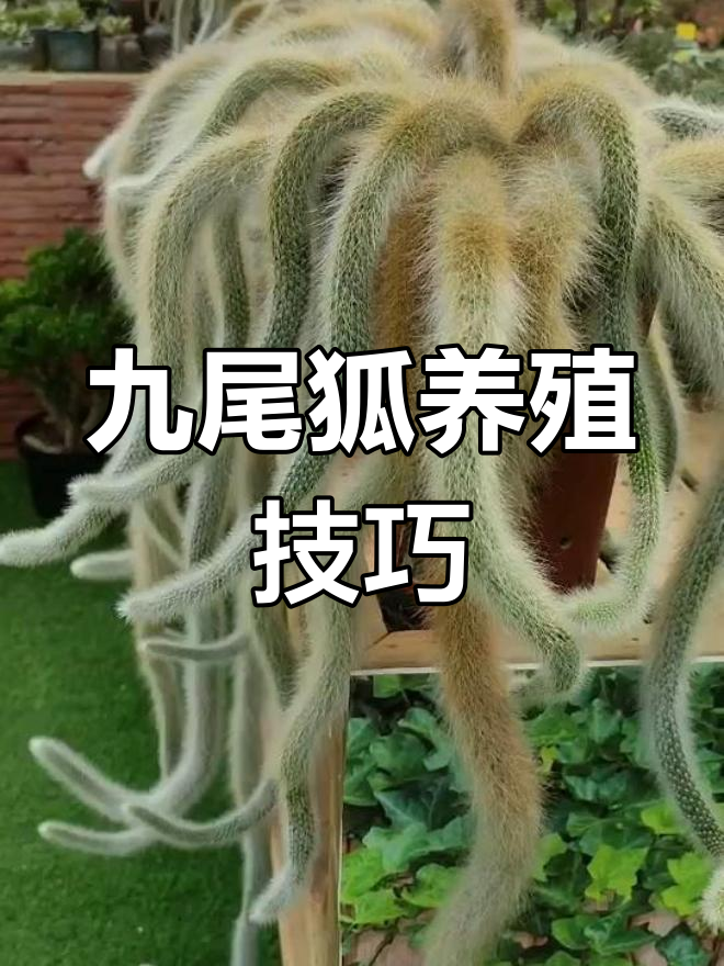 九尾狐多肉植物养护全攻略:光照、温度、浇水一网打尽