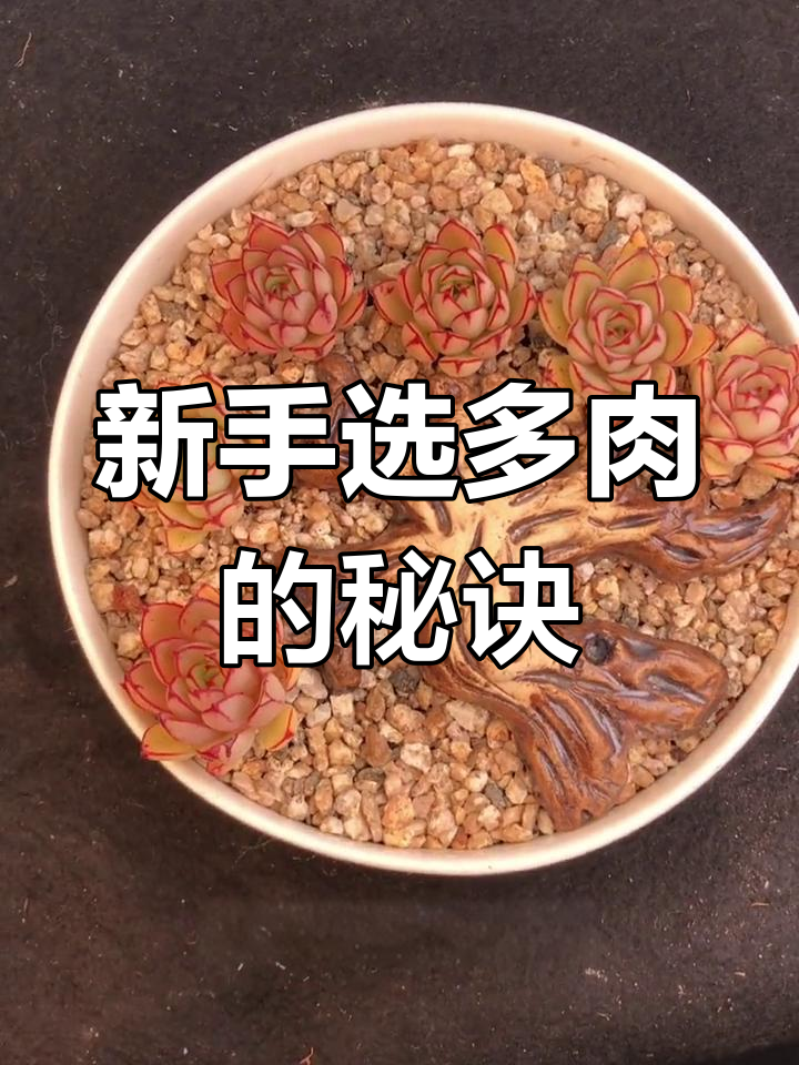 新手如何挑选多肉植物,避免养死小技巧