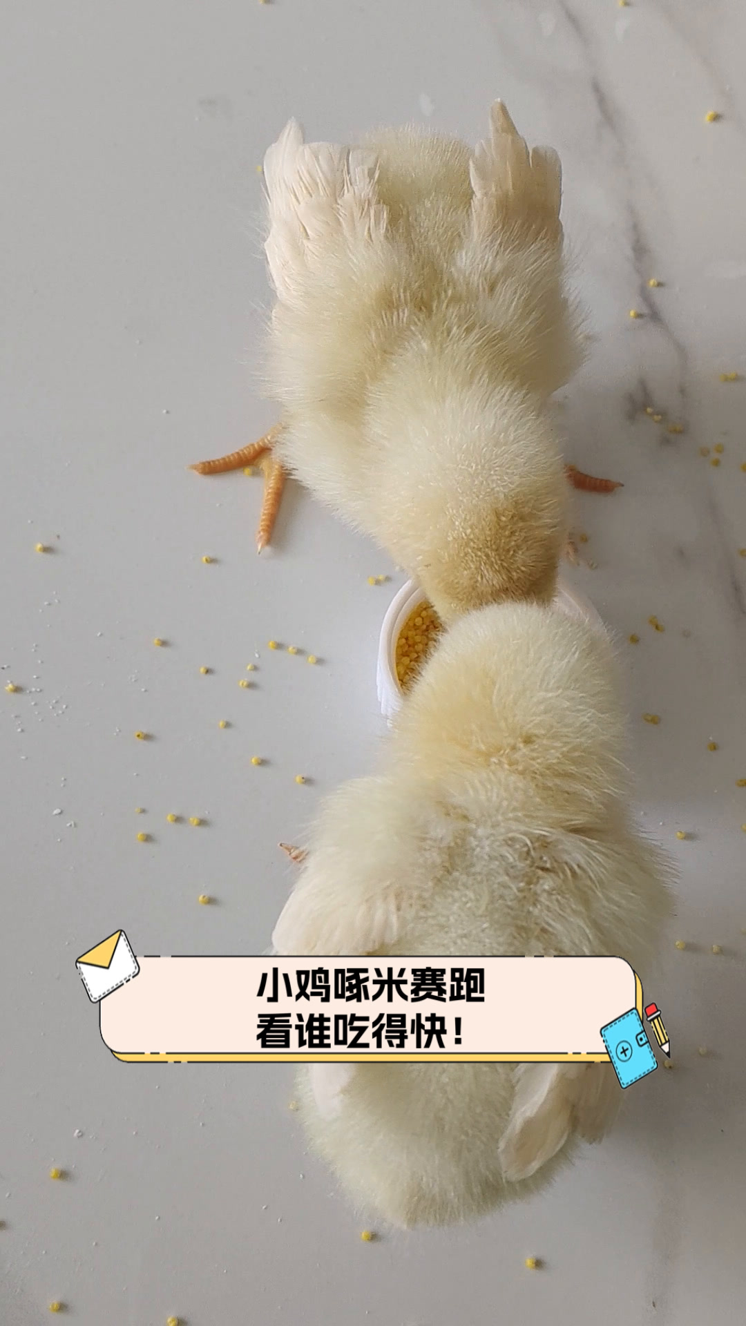小鸡啄米赛跑,看谁吃得快!