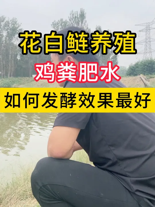 教你发酵方法,巧用鸡粪为花白鲢肥水实现养殖效益最大化