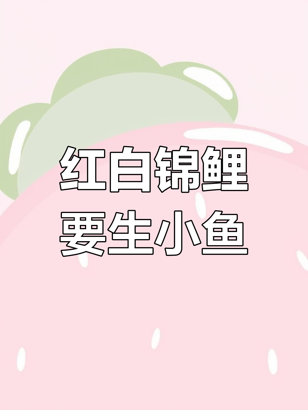 德系红白锦鲤肚子大,快产卵了!小鲫鱼被巴西龟咬死