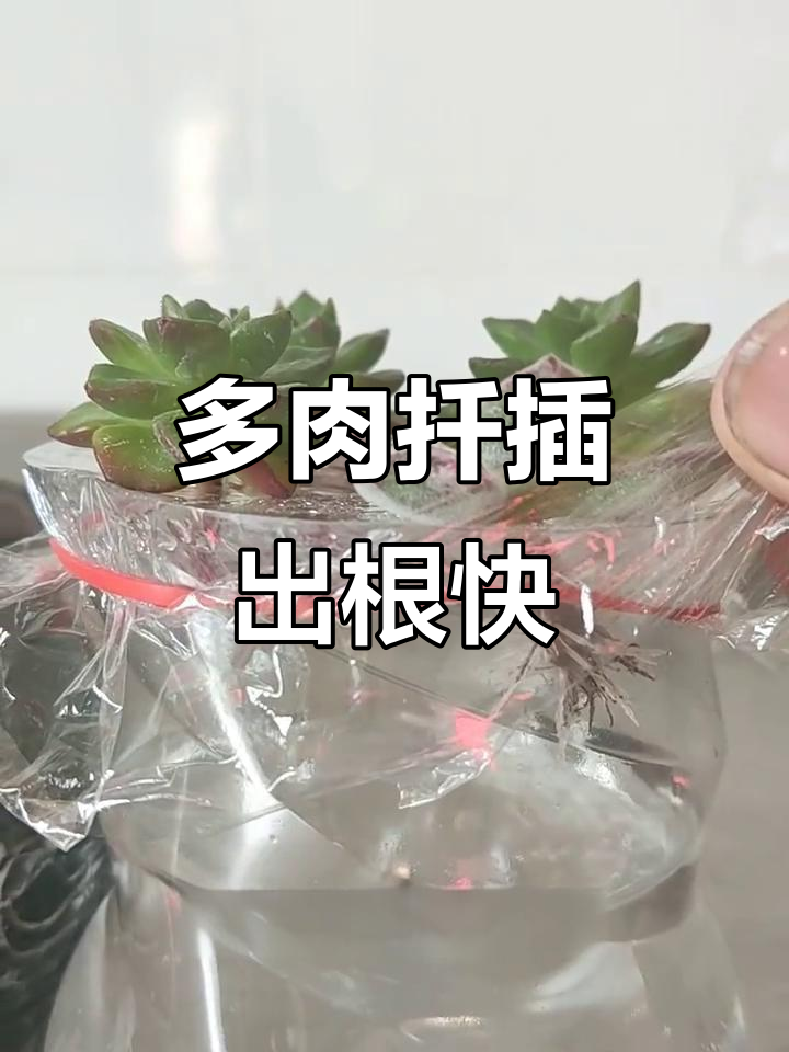 扦插多肉快速生根技巧,简单步骤教你轻松搞定