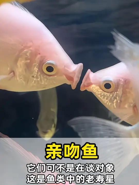 我们的表象,可能与事实恰好相反 亲吻鱼 吻鱼 生物科普 动物科普