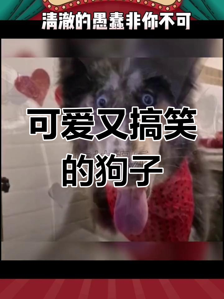 斗鸡眼的狗狗,丑萌到让人忍俊不禁