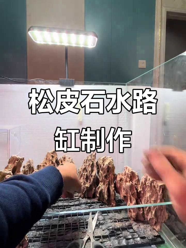 水陆缸造景全流程,打造自然生态景观