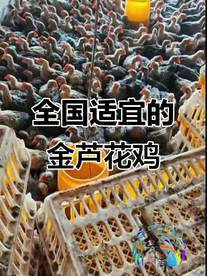 金芦花鸡,适合全国各地饲养的优质品种