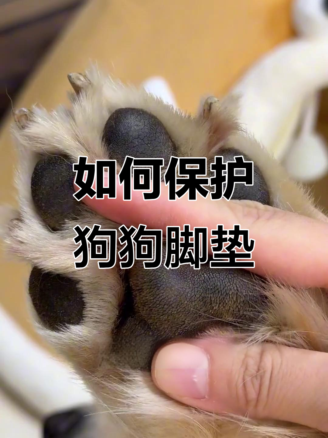 秋冬狗狗脚垫干裂?教你如何预防和治疗