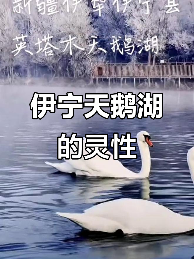新疆伊犁天鹅湖：万物皆有灵性，自然与生命的和谐共舞