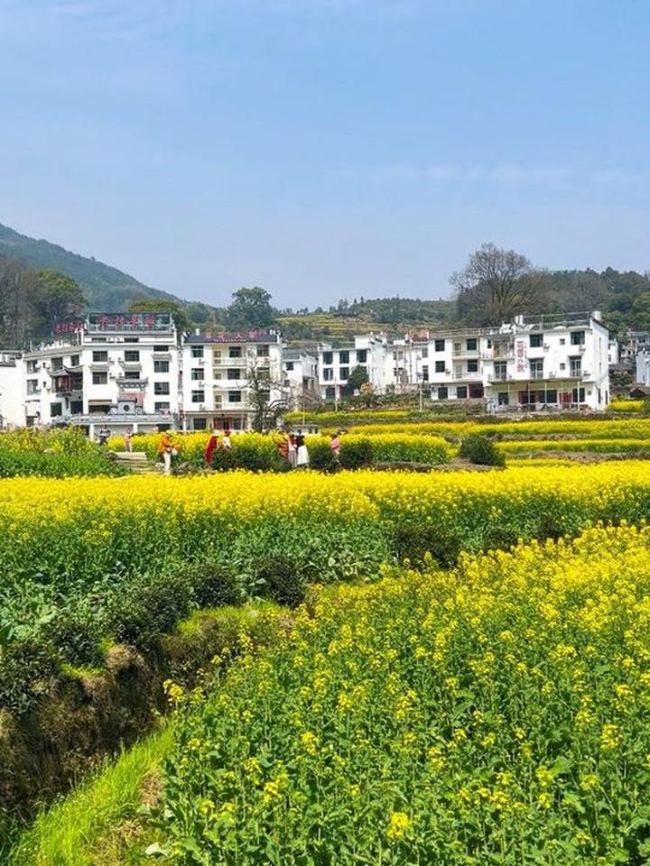 江西婺源江岭，漫山遍野油菜花开