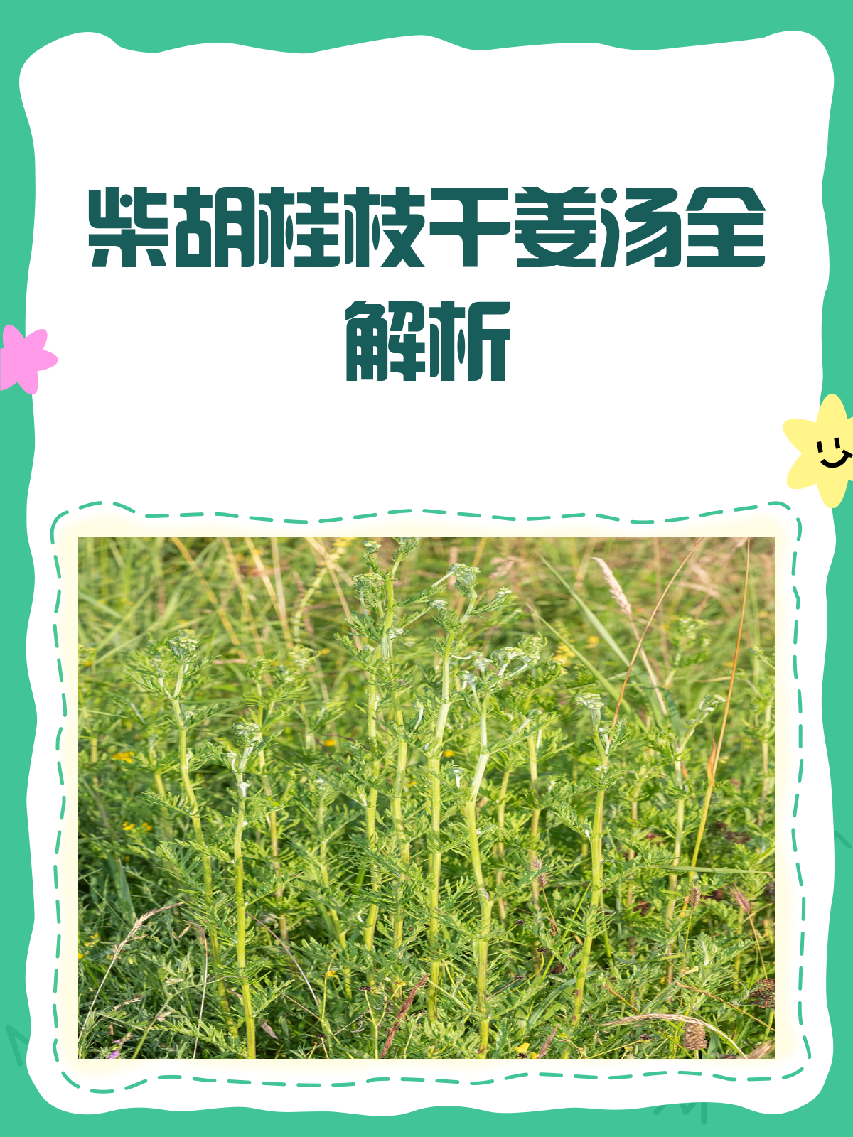 柴胡桂枝干姜汤，一剂多效的中医良方