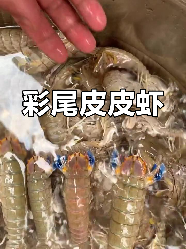野生彩色尾巴皮皮虾,孔雀般的美丽
