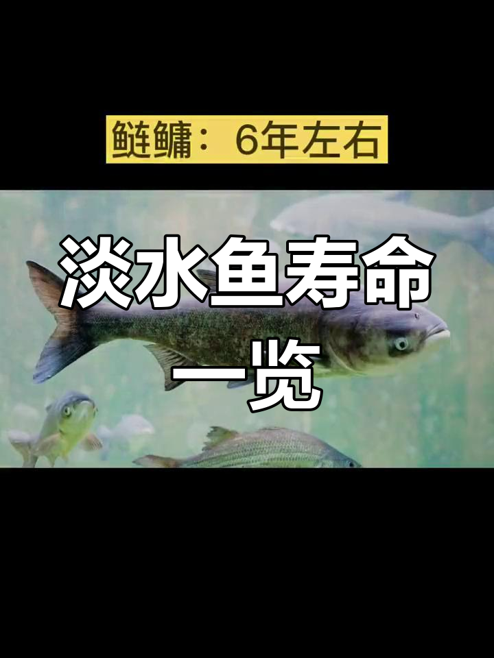 常见淡水鱼寿命大揭秘,黄鳝到黑鱼的寿命差异