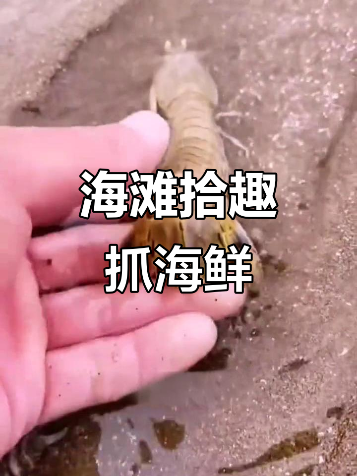 赶海抓海鲜,皮皮虾和小白蛤蜊大丰收!