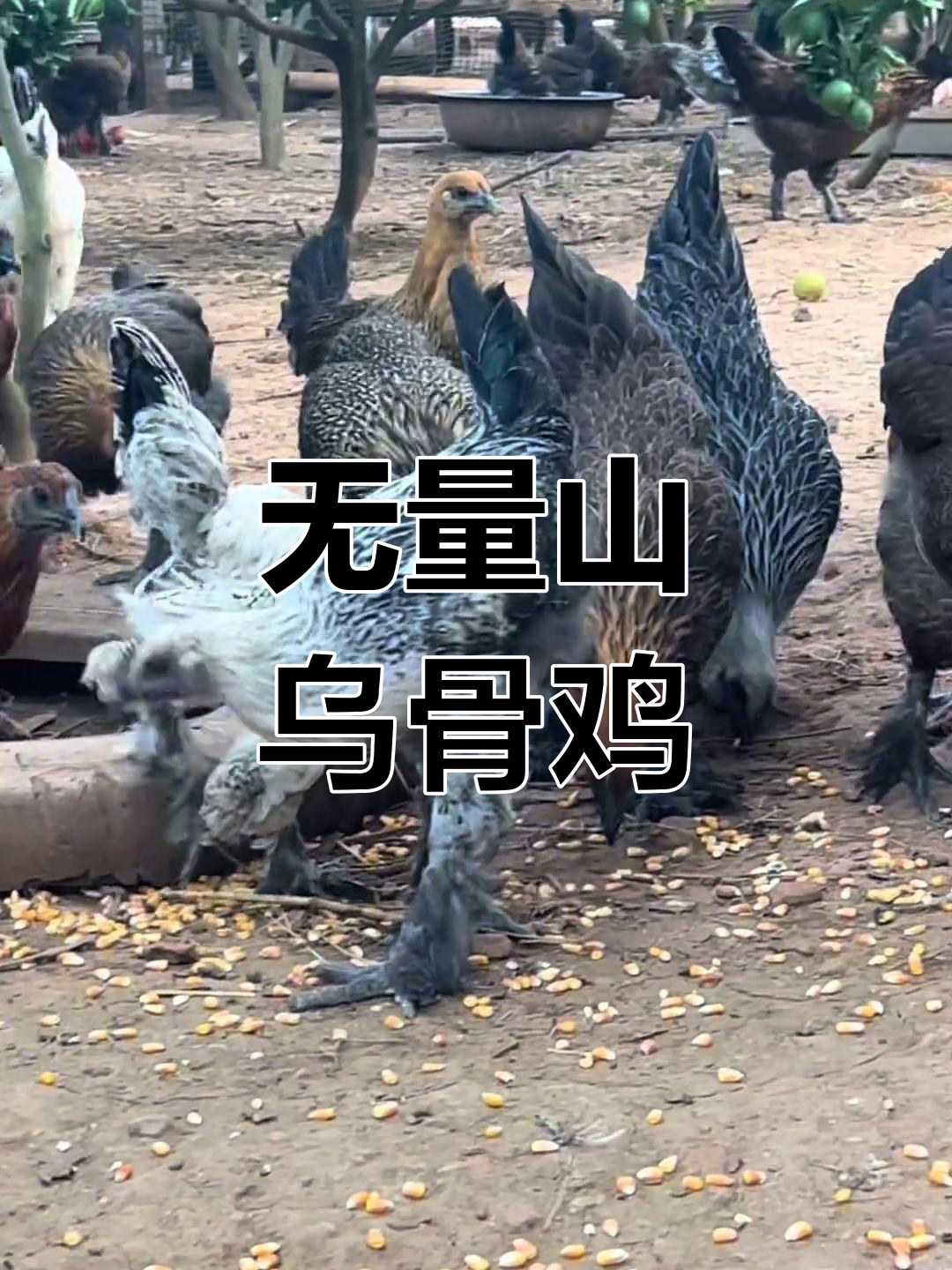 云南无量山乌骨鸡,生态散养的生活体验