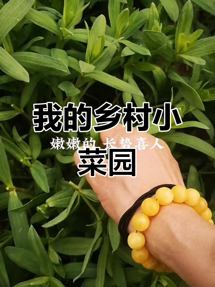 乡村小菜园,绿意满满的生活日常