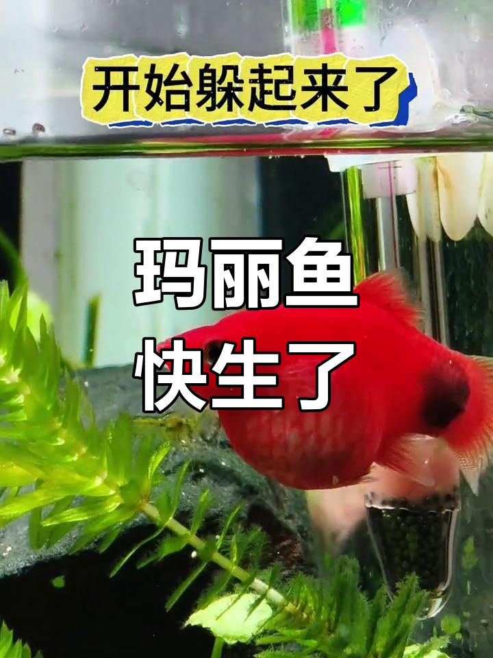 玛丽鱼临产前的信号,肚子大得惊人