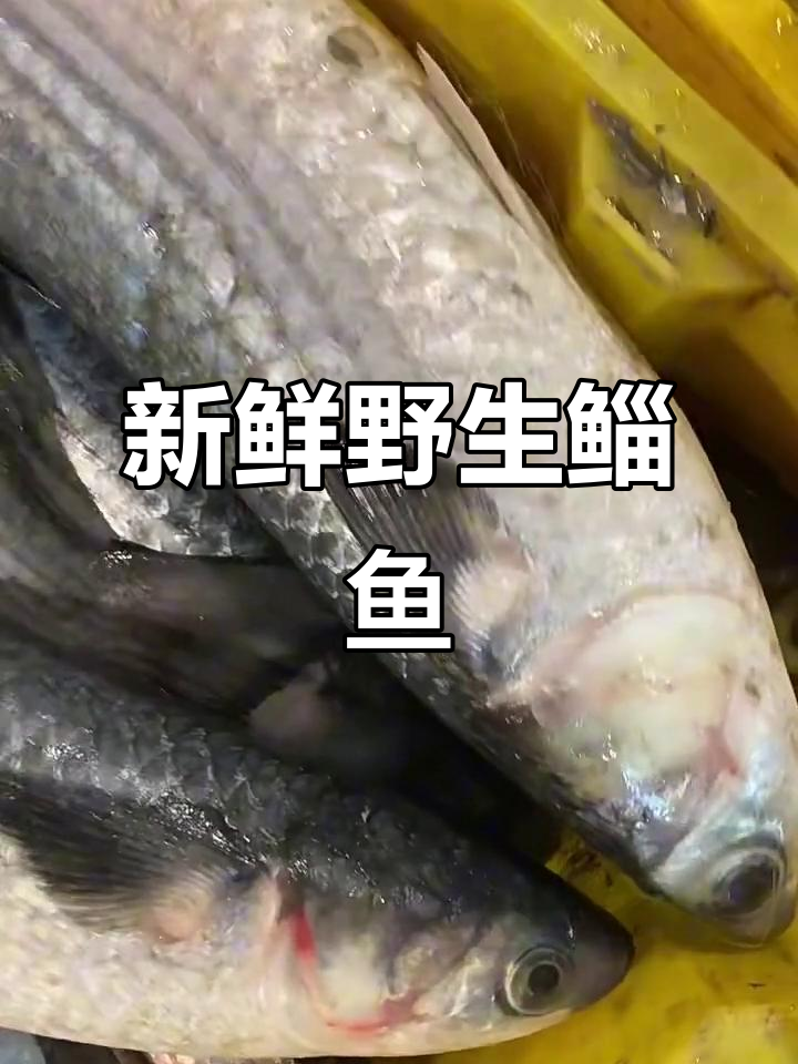 新鲜野生海鱼，肉多刺少，乌头鱼与大梭鱼的完美搭配