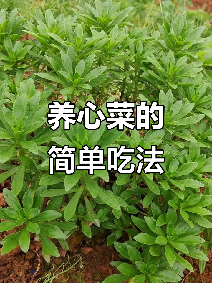 第一次尝试养心菜,简单凉拌做法大揭秘