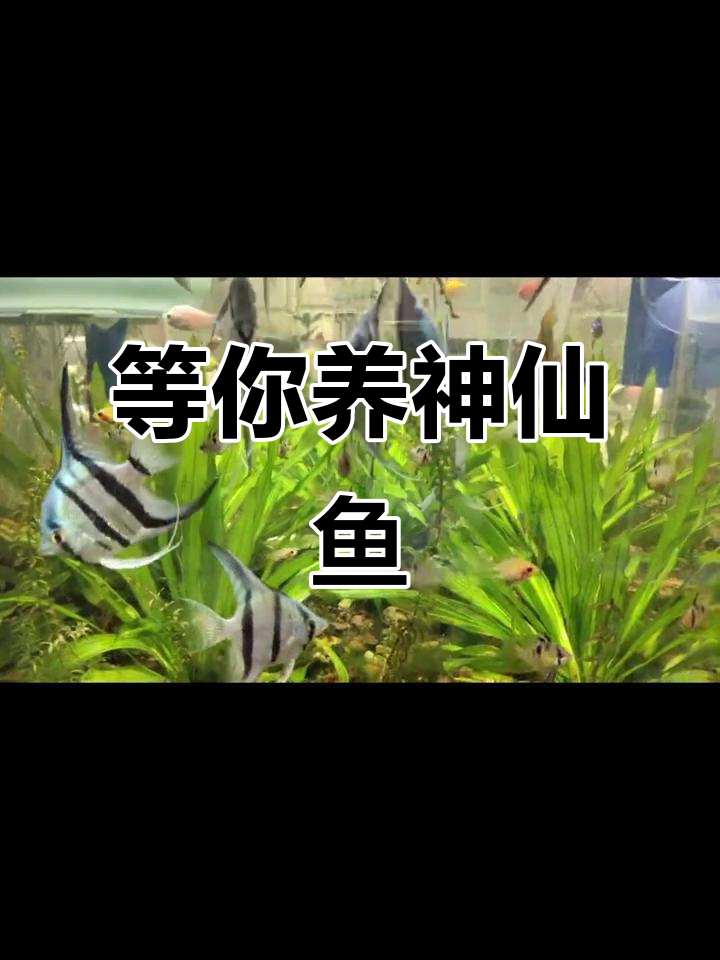 神仙鱼缸等你来投,蓝魔燕鱼繁殖揭秘