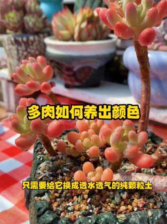 多肉怎么养能出颜色