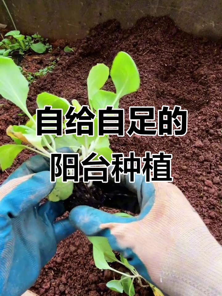 阳台种牛心包菜,比普通包菜更甜,劳动节变种植狂人