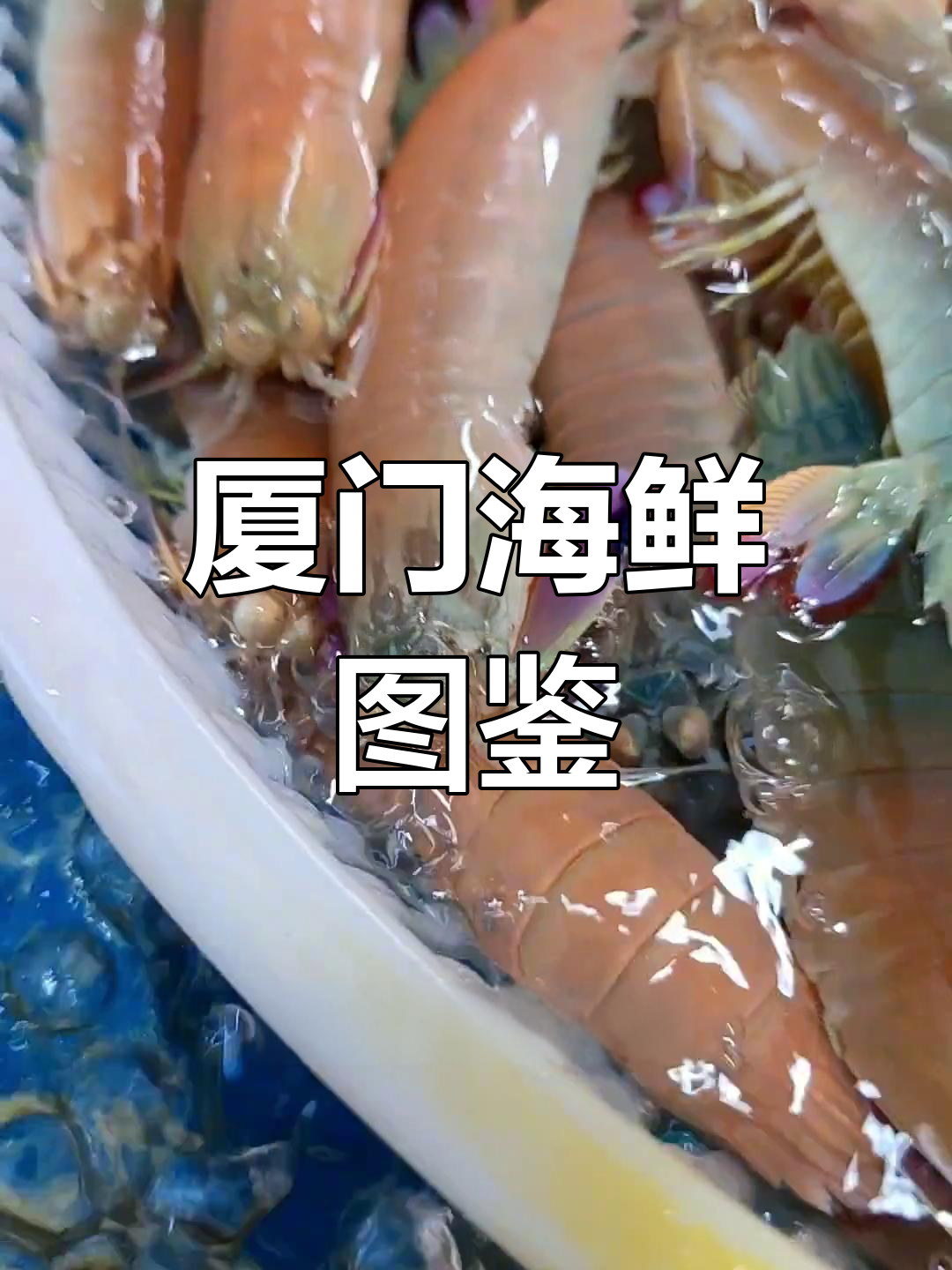 厦门八市海鲜大揭秘:皮皮虾与日本池指虾菇