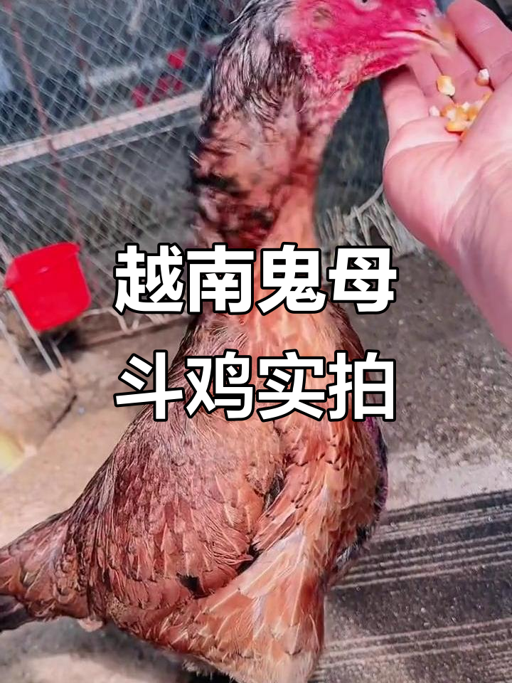 越南鬼母斗鸡现场，火烧毛质量惊人！