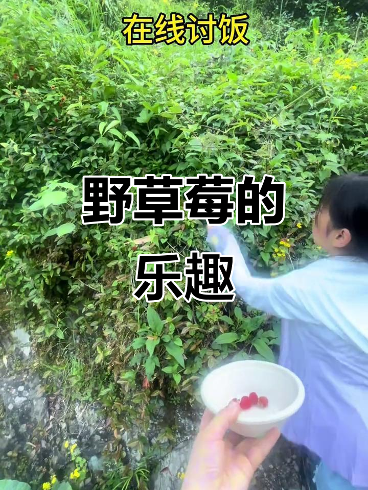 五一去摘野草莓,山坡灌丛中尽是解压乐趣!