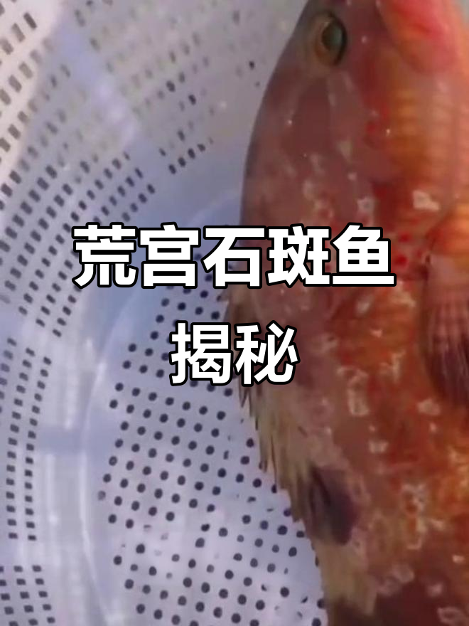 香港四大鱼王之一,荒宫石斑鱼的独特特征与价值