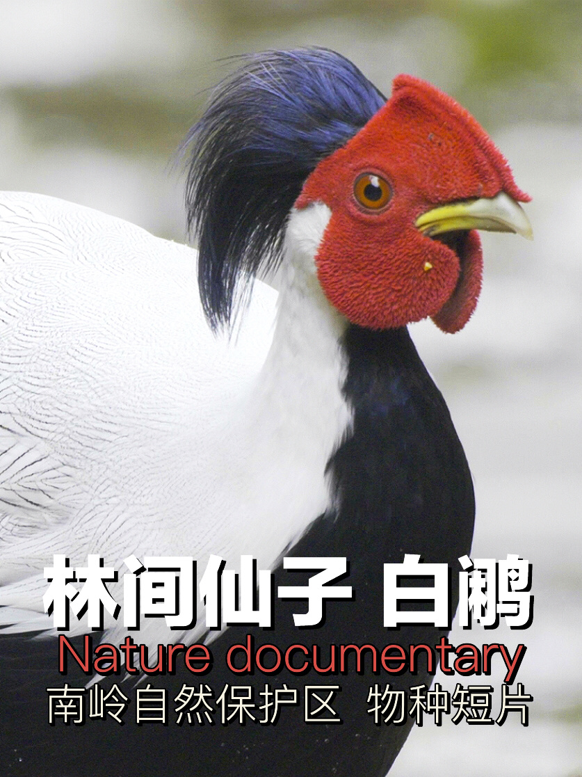 被民间称为“林间仙子”的神鸟～白鹇