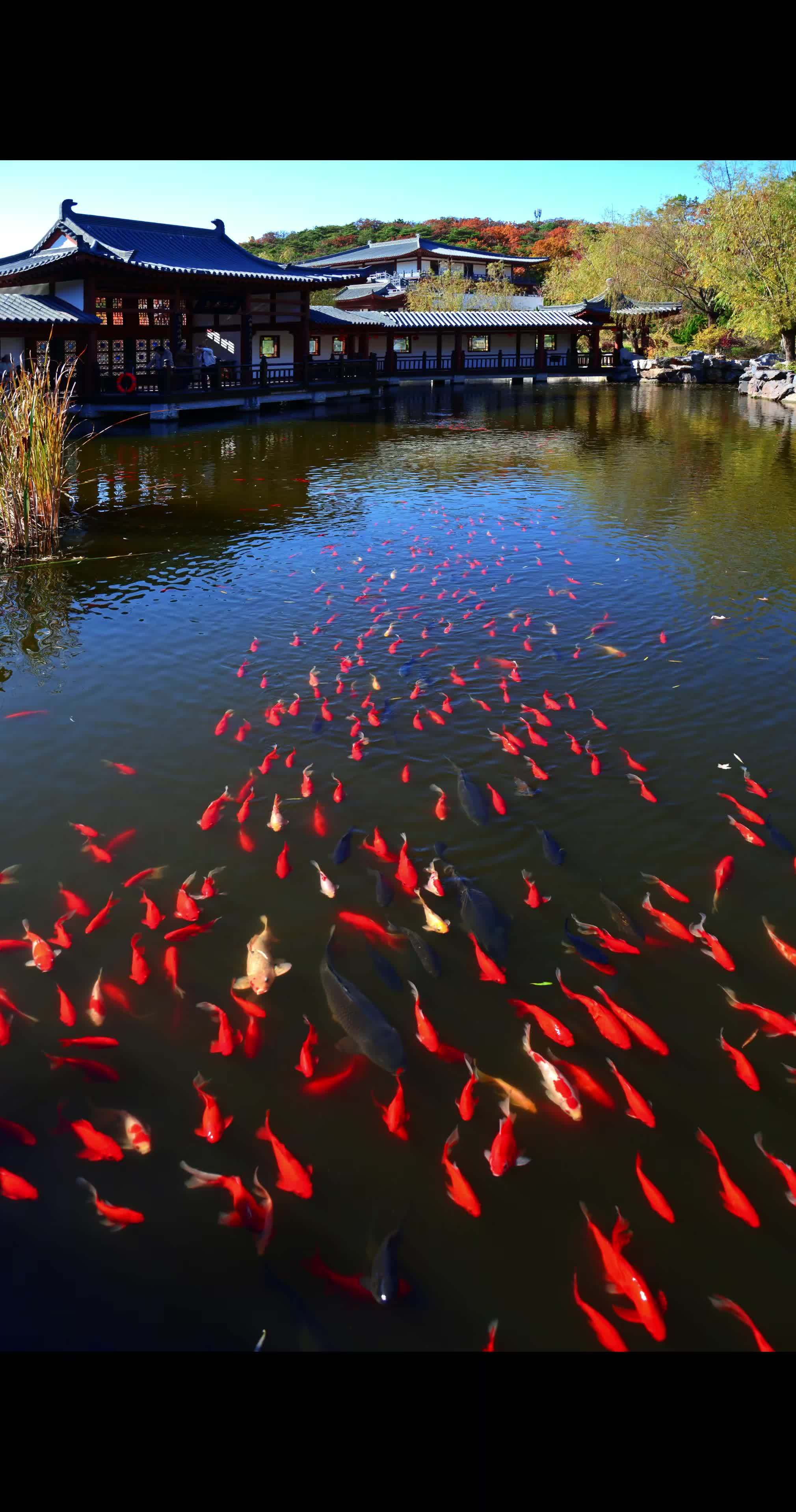 鱼儿自由自在的水中游 风景如画的地方 随手拍 人与自然和谐共处 祝大家年年有鱼