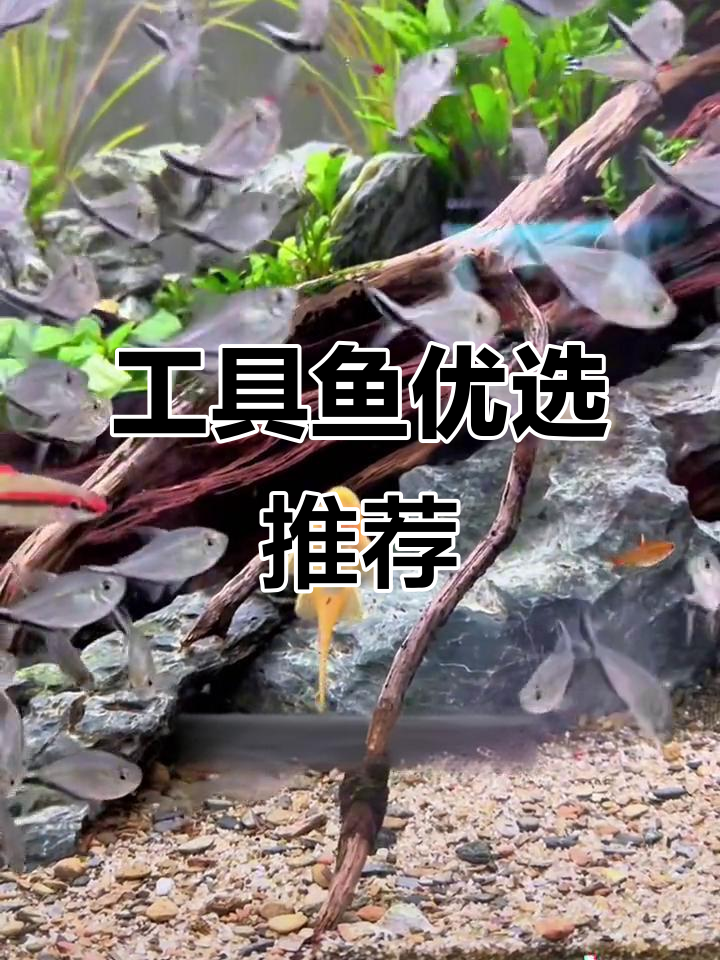 工具鱼效果对比,这款更胜一筹