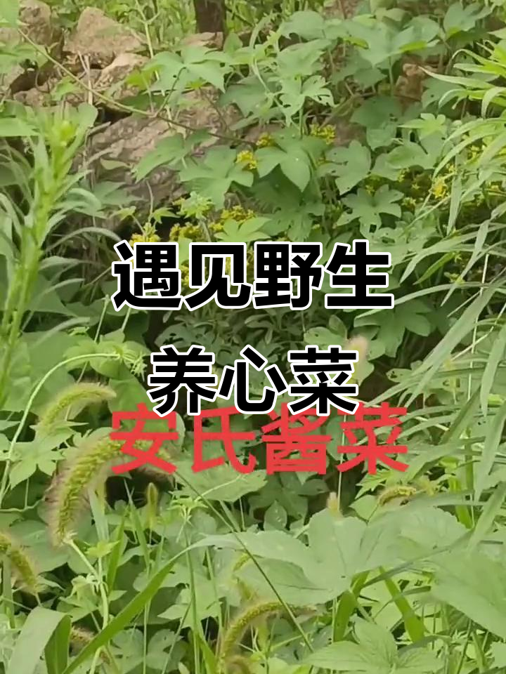 首次发现野生养心菜,山间奇遇让人惊喜