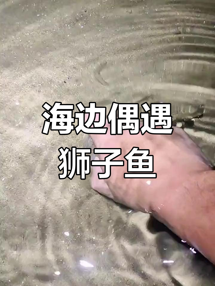 青岛海边的意外发现:细纹狮子鱼幼崽