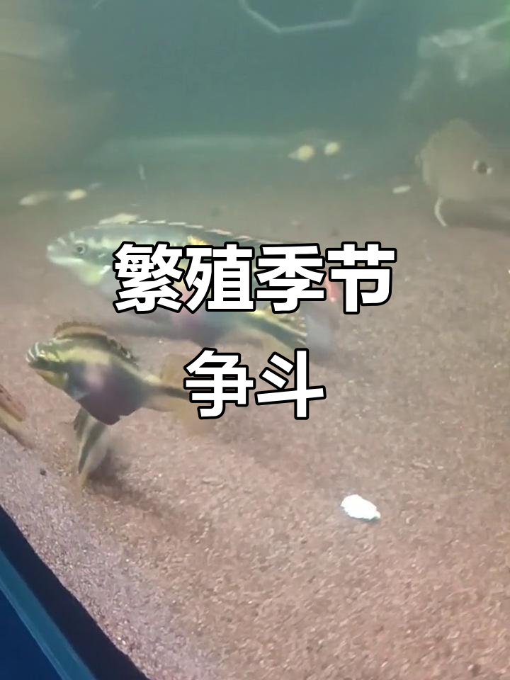 红肚凤凰繁殖季来临，母鱼激烈争夺配偶