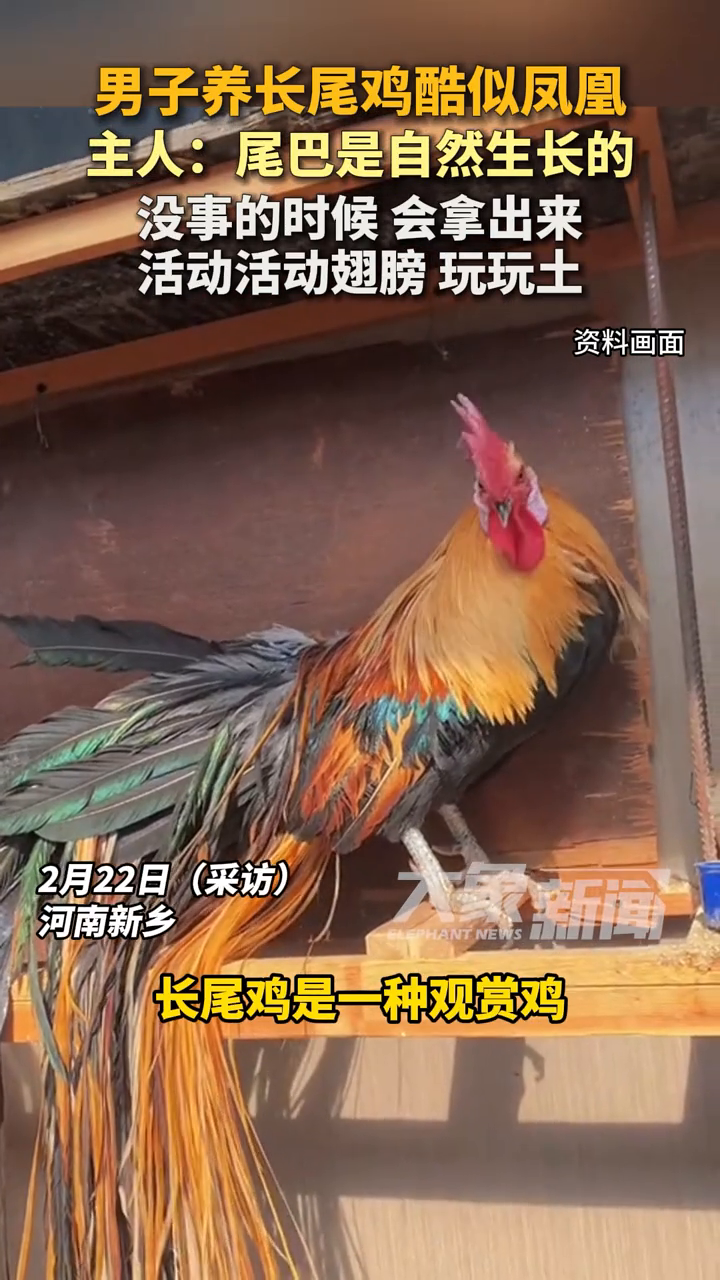 男子养长尾鸡酷似凤凰