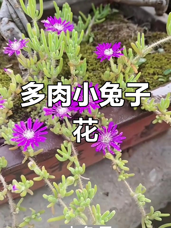 耐热耐旱,开花如兔耳般可爱的多肉植物