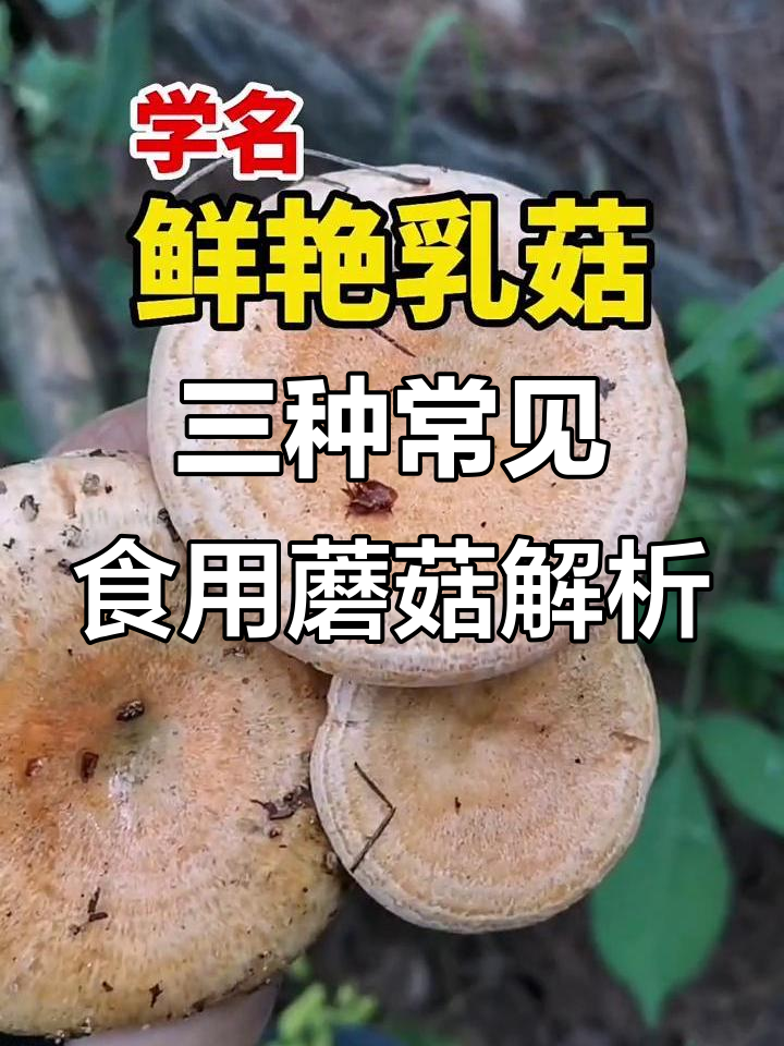 南方黄蘑菇与松乳菇的区别,三种美味可食菌类揭秘