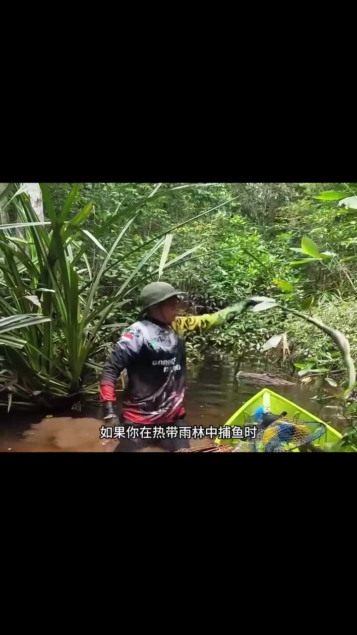 户外捕鱼:渔民在雨林中回收竹篮陷阱,结果遇到了带纹身的家伙!
