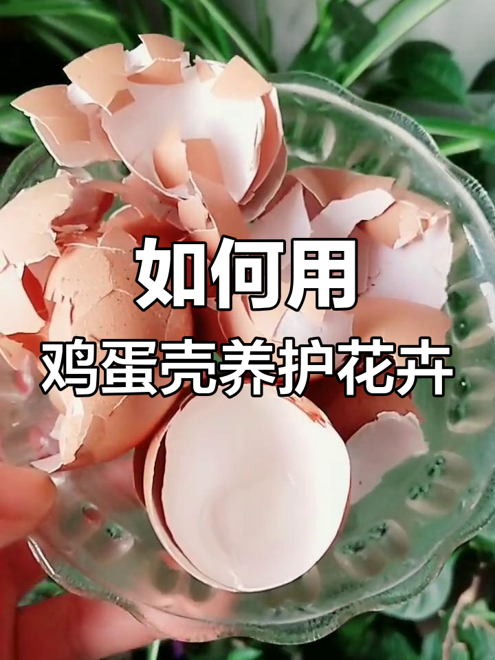 鸡蛋壳养花技巧:正确使用方法让盆土更透气