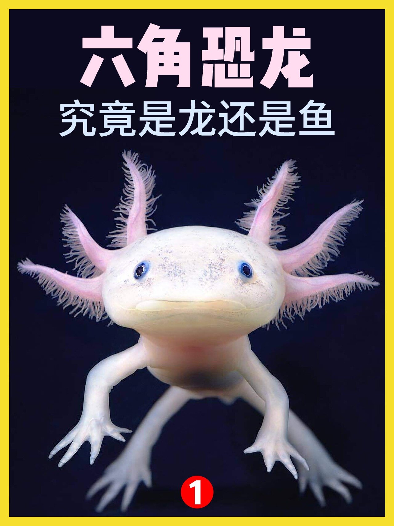六角恐龙 究竟是龙还是鱼?你有养过吗?