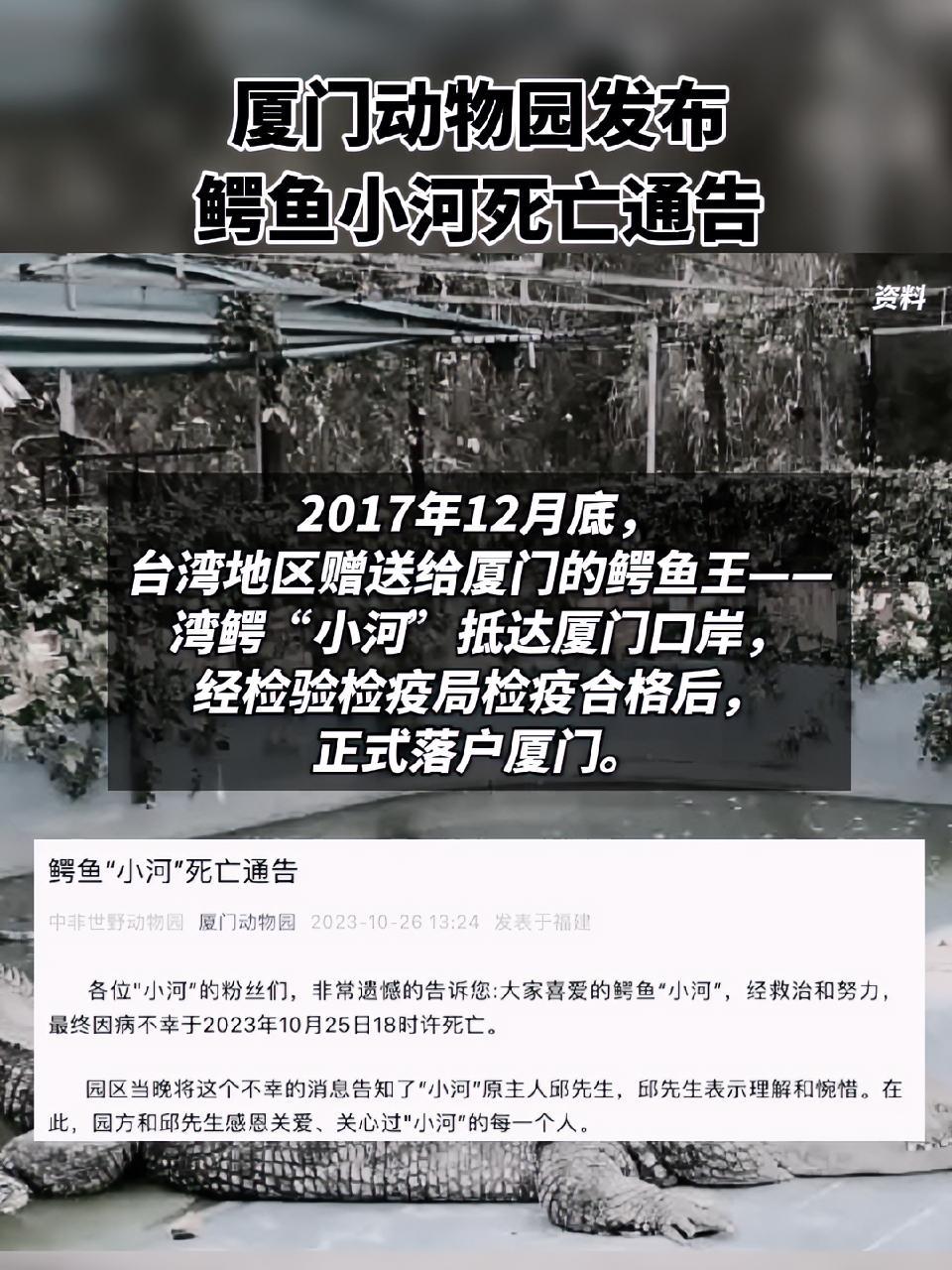 厦门动物园发布鳄鱼小河死亡通告 厦门中非世野野生动物园 鳄鱼小河 台湾 惋惜