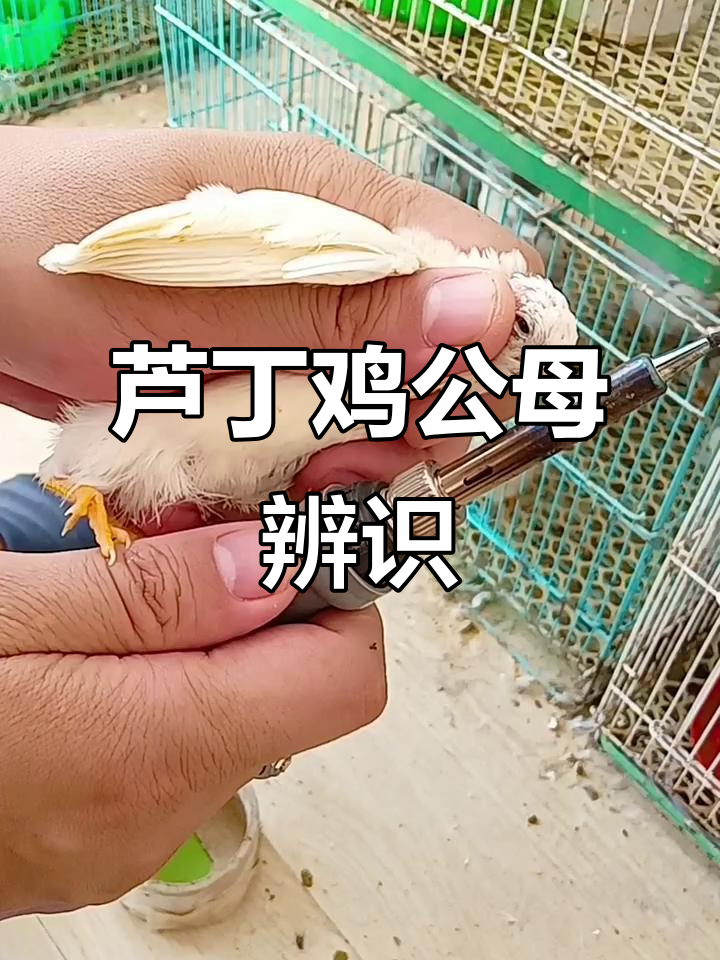 公母芦丁鸡辨别技巧,断嘴防止打架更健康