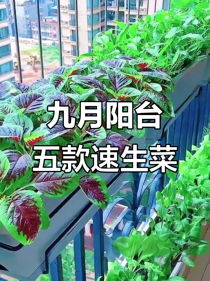 9月阳台必种五种小菜,轻松搞定家庭蔬菜种植