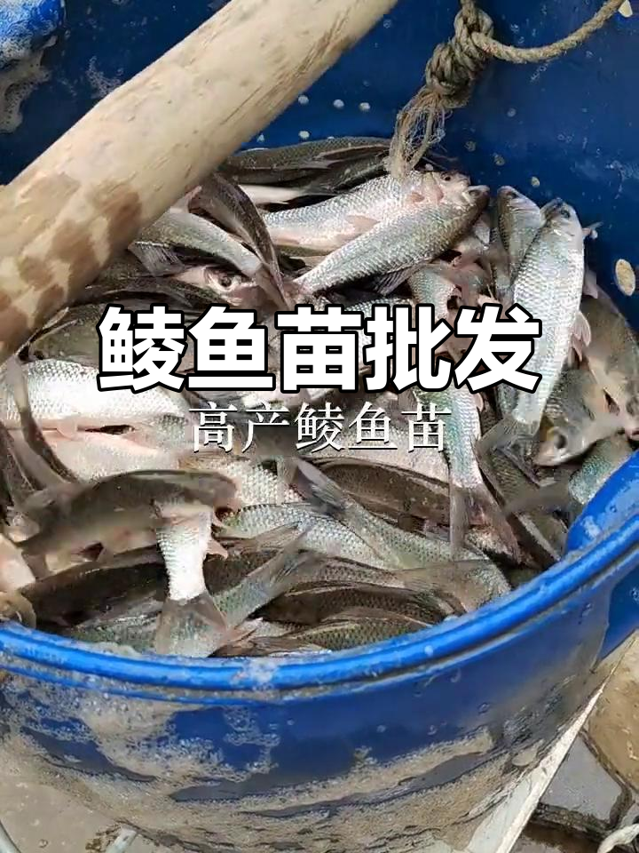 优质鲮鱼苗供应,惠州、佛山多地批发